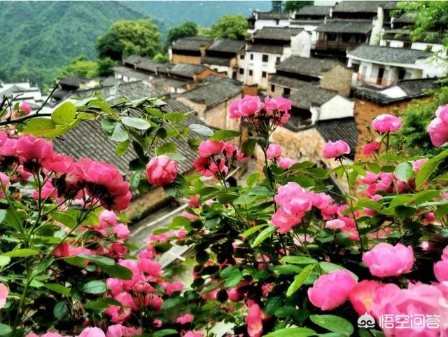 夏天國(guó)內(nèi)有沒(méi)有既可以避暑，風(fēng)景又好的旅游拍攝地推薦？